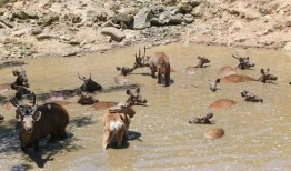 北极吃瓜群众,北极“吃瓜群众”视角下的极地风云