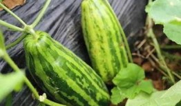 吃瓜者什么意思,网络时代的旁观者与评论家