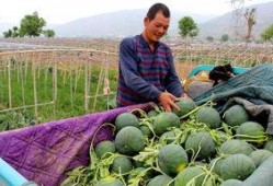 和平镇吃瓜,瓜香四溢，品味和谐生活