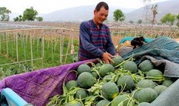 和平镇吃瓜,瓜香四溢，品味和谐生活