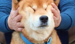 狗狗可以吃小白瓜,小白瓜成为宠物新宠