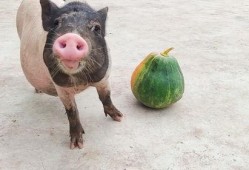 猪美丽吃瓜,一场欢乐的夏日盛宴