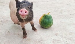 猪美丽吃瓜,一场欢乐的夏日盛宴