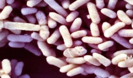 爪瓜宠物益生菌怎么吃,科学喂养，守护宠物健康之道