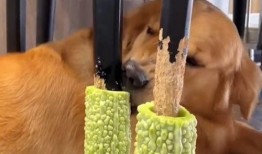 大学生椅子吃瓜,大学生椅子“吃瓜”事件引发热议