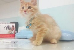 猫咪可以吃板栗瓜吗