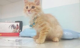 猫咪可以吃板栗瓜吗