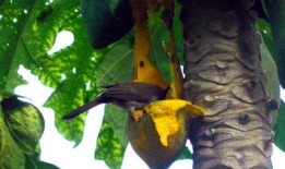 小瓜被鸟吃,一场与鸟儿的悲剧邂逅