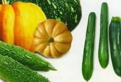 吃瓜变帅,揭秘美食与颜值的秘密