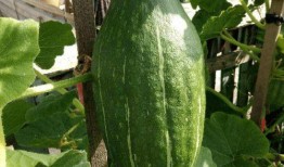 花吃瓜 78=几,花吃瓜78，揭秘数字背后的奥秘