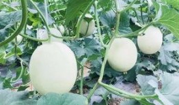 云瓜园蜜瓜必吃指南,解锁夏日甜蜜美味之旅