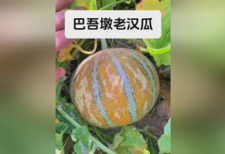 新疆老头吃老汉瓜,老头吃老汉瓜，传承民间美食佳话