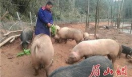 猪美丽吃瓜,一场欢乐的夏日盛宴