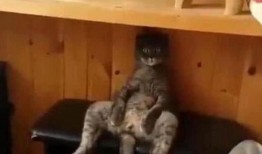 黑猫吃女孩的瓜