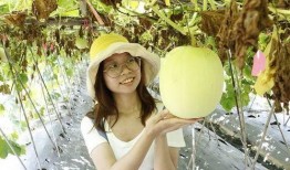 小暑吃瓜注意什么,注意事项与美味推荐