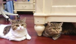 猫咪可以吃板栗瓜吗