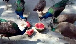 小瓜被鸟吃,一场与鸟儿的悲剧邂逅