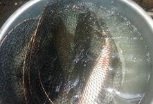 鱼吃瓜视频,揭秘水下美食奇观