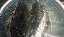 鱼吃瓜视频,揭秘水下美食奇观