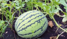 湖坊镇吃瓜,夏日炎炎，吃瓜群众欢乐多