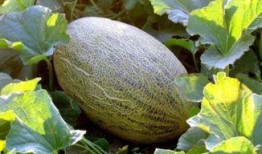 吃哈密瓜舌头坏,舌头坏掉背后的惊人真相