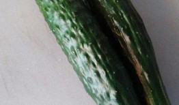 小乌瓜怎么吃,解锁美味新体验