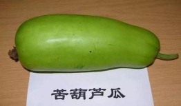 经常吃葫芦瓜好吗