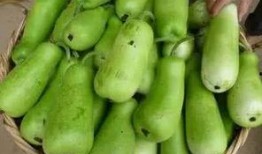 葫芦瓜烫着吃,烫出美味，暖胃又养生