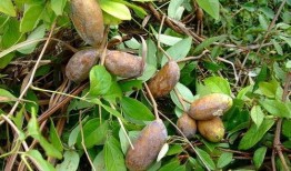 学霸吃八月瓜是什么意思,一场别开生面的智慧之旅