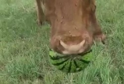 牛牛在吃瓜,瓜中藏趣