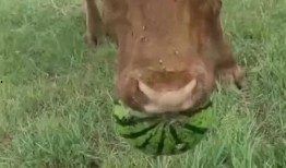 牛牛在吃瓜,瓜中藏趣