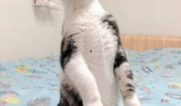 丝猫吃瓜,揭秘娱乐圈的幕后故事