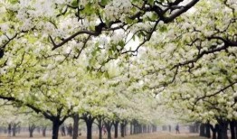 杏花吃瓜,杏花村里的吃瓜趣事