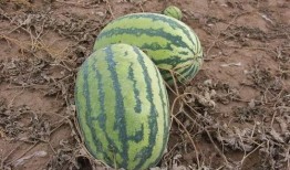 和平镇吃瓜,瓜香四溢，品味和谐生活