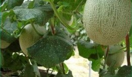 吃哈密瓜会长肉吗