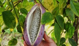 学霸吃八月瓜是什么意思,一场别开生面的智慧之旅