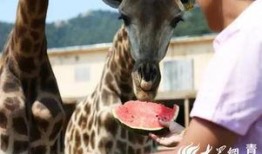 吃瓜的长颈鹿,揭秘动物界的独特饮食习惯